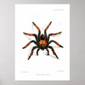 Mexicaanse rode beentartula poster (Voorkant)