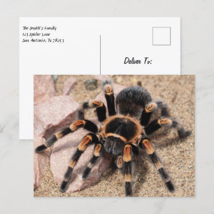 Mexicaanse rode knie Tarantula Spider Briefkaart