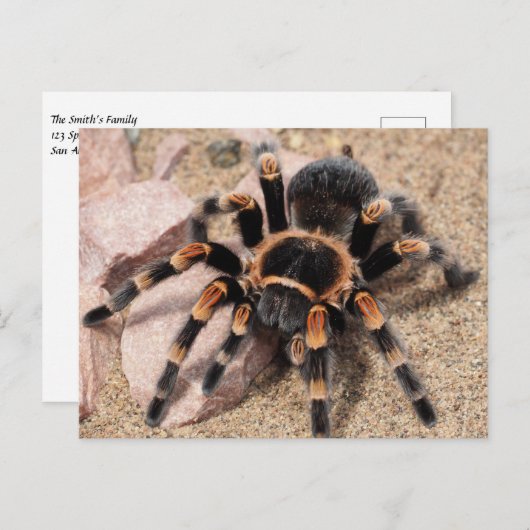 Mexicaanse rode knie Tarantula Spider Briefkaart (Voorkant / Achterkant)