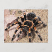 Mexicaanse rode knie Tarantula Spider Briefkaart (Voorkant)