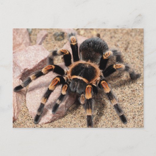 Mexicaanse rode knie Tarantula Spider Briefkaart (Voorkant)