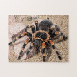 Mexicaanse rode knie Tarantula Spider Legpuzzel