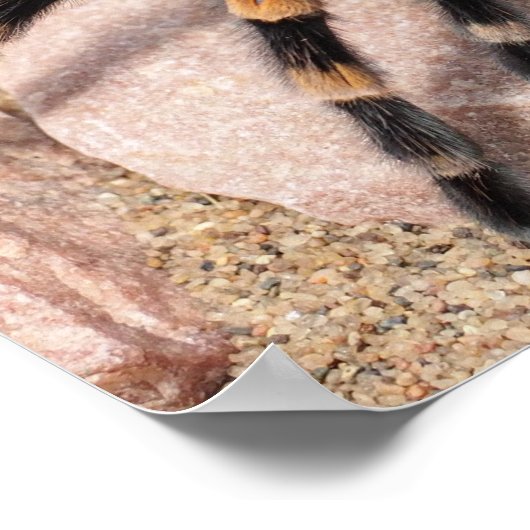 Mexicaanse rode knie Tarantula Spider Poster (Hoek)