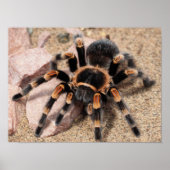 Mexicaanse rode knie Tarantula Spider Poster (Voorkant)