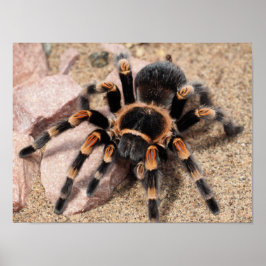 Mexicaanse rode knie Tarantula Spider Poster