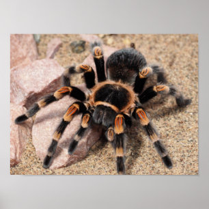 Mexicaanse rode knie Tarantula Spider Poster