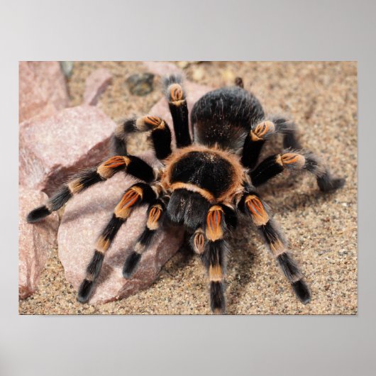 Mexicaanse rode knie Tarantula Spider Poster (Voorkant)