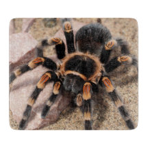 Mexicaanse rode knie Tarantula Spider