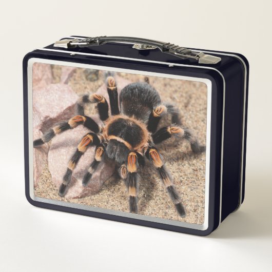 Mexicaanse rode knie Tarantula spin (Achterkant)