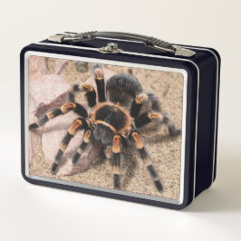 Mexicaanse rode knie Tarantula spin