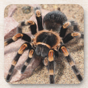 Mexicaanse rode knie Tarantula spin Bier Onderzetter