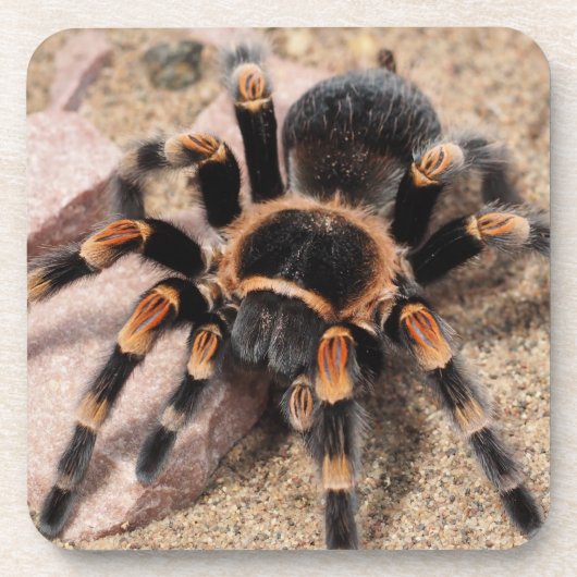 Mexicaanse rode knie Tarantula spin Bier Onderzetter (Voorkant)