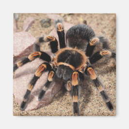 Mexicaanse rode knie Tarantula spin Magneet