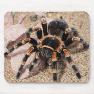 Mexicaanse rode knie Tarantula spin Muismat