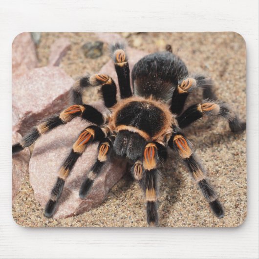 Mexicaanse rode knie Tarantula spin Muismat (Voorkant)