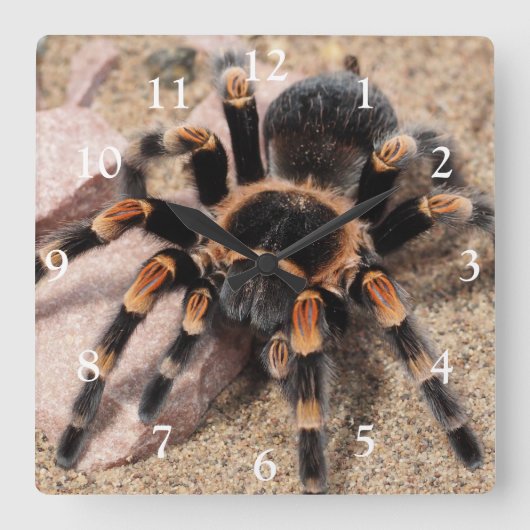 Mexicaanse rode knie Tarantula spin Vierkante Klok (Voorkant)