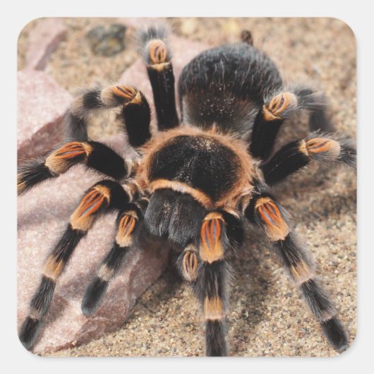 Mexicaanse rode knie Tarantula spin Vierkante Sticker (Voorkant)
