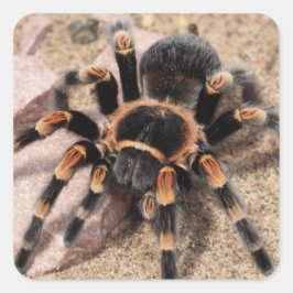 Mexicaanse rode knie Tarantula spin Vierkante Sticker