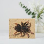 Mexicaanse roze Tarantula Briefkaart (Staand voorkant)