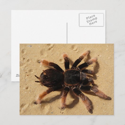 Mexicaanse roze Tarantula Briefkaart (Voorkant / Achterkant)