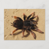Mexicaanse roze Tarantula Briefkaart (Voorkant)