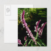 Mexicaanse Salie Briefkaart (Voorkant / Achterkant)