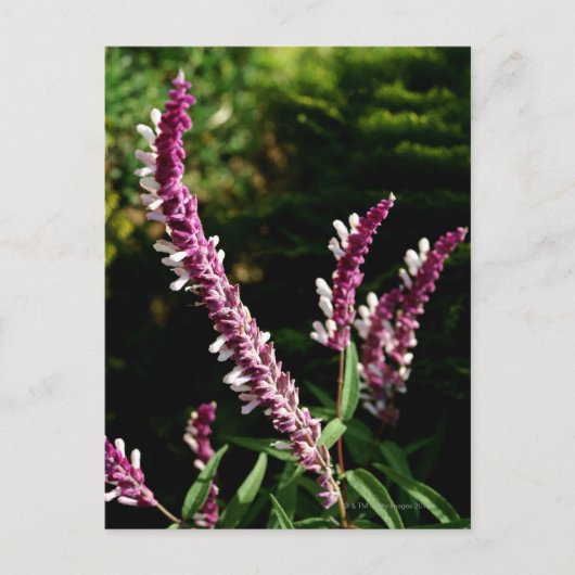 Mexicaanse Salie Briefkaart (Voorkant)