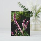 Mexicaanse Salie Briefkaart (Staand voorkant)