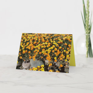 MEXICAANSE SCHIJVEN, WILDFLOWERS, WENSKAART VAN BL KAART