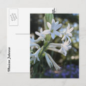 Mexicaanse Tuberose # 1 Briefkaart (Voorkant / Achterkant)