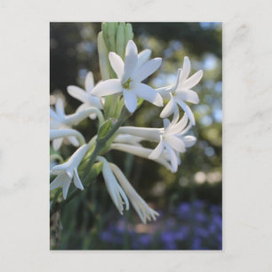 Mexicaanse Tuberose # 1 Briefkaart