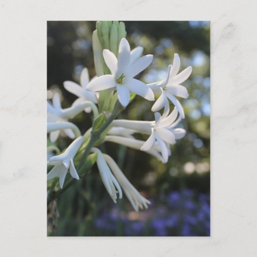 Mexicaanse Tuberose # 1 Briefkaart (Voorkant)