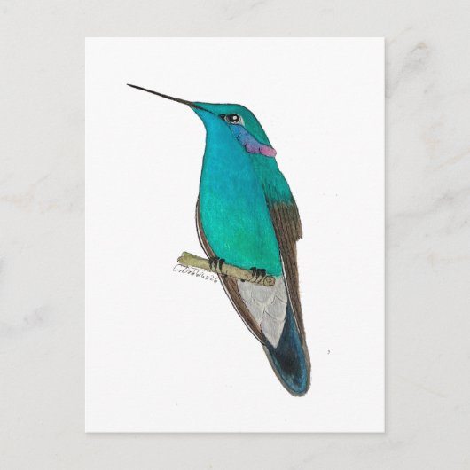 Mexicaanse Violetoorkolibrie Briefkaart (Voorkant)