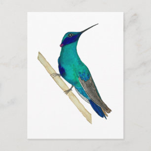 Mexicaanse Violetoorkolibrie Briefkaart
