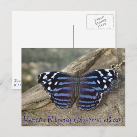 Mexicaanse vlinder (Myscelia ethusa) Briefkaart (Voorkant / Achterkant)