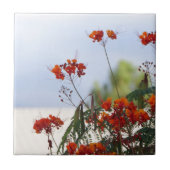 Mexicaanse vogel van het Paradijs Tegeltje (Voorkant)