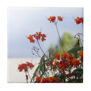 Mexicaanse vogel van het Paradijs Tegeltje