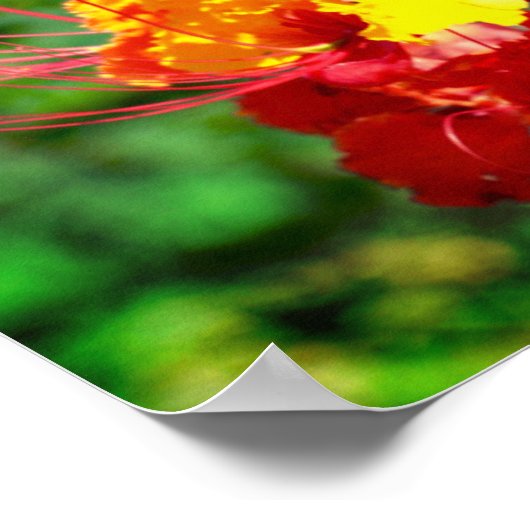 Mexicaanse vogel van het Poster Paradise (Hoek)