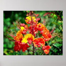 Mexicaanse vogel van het Poster Paradise