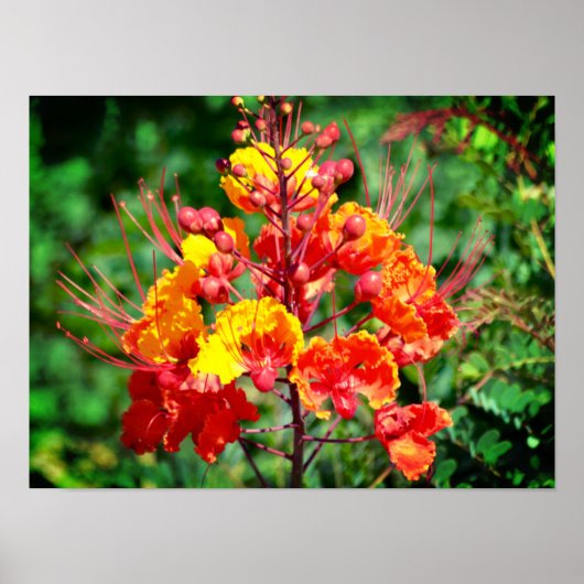 Mexicaanse vogel van het Poster Paradise (Voorkant)