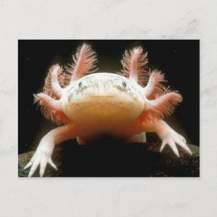 Mexicaanse Walking Fish Briefkaart