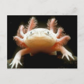 Mexicaanse Walking Fish Briefkaart (Voorkant)