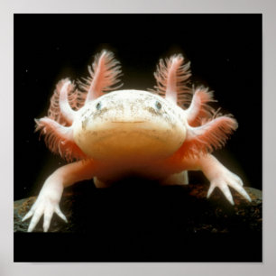 Mexicaanse Walking Fish Poster