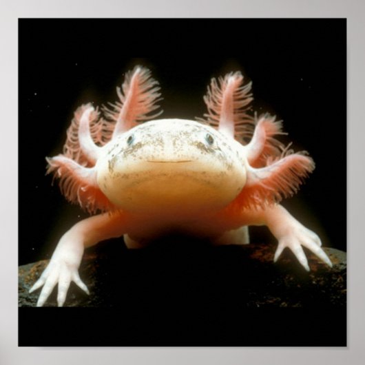 Mexicaanse Walking Fish Poster (Voorkant)