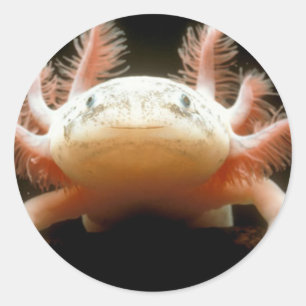 Mexicaanse Walking Fish Ronde Sticker