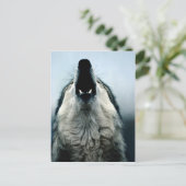 Mexicaanse wolf, bedreigde diersoort, Sonoran-woes Briefkaart (Staand voorkant)