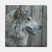 Mexicaanse wolf magneet (Voorkant)