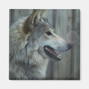 Mexicaanse Wolf Magnet