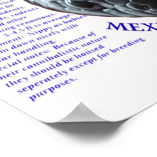 Mexicaanse zwarte koning Snake Poster (Hoek)