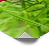 Mexican aster flower with a Doris Longwing  Poster (Hoek)